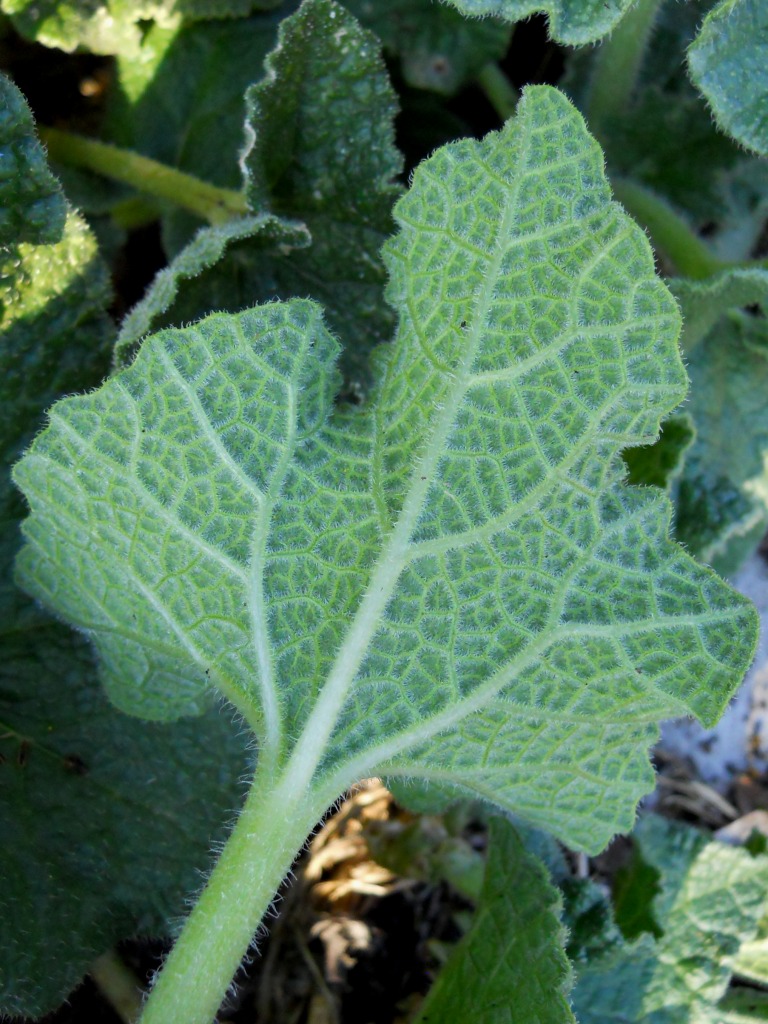Fiore giallo - Ecballium elaterium
